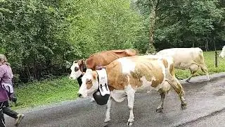 Züglete Bundalp Kiental 15. September 2022