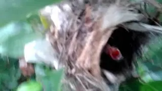 Cute Bird (zali slmn kincay) 2017