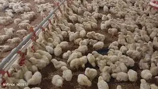 Poultry Farm 20000 EC Broiler Chicken Day4 | Broiler Chicks Feeding and Brooding Management 1st week