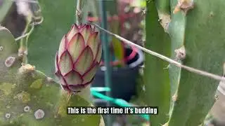 KESSLAU Dragon Fruit. The very first time budding! 