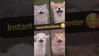 Funny Animals №52
