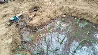 Low Cost Submersible Pump से खेती! | गेहूं सिंचाई Mini Project