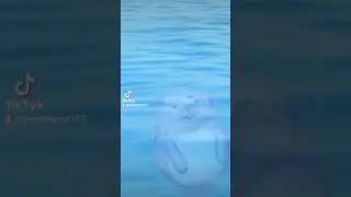 I'm a seal I mean mermaid