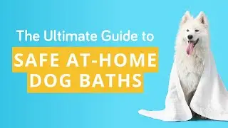 The Ultimate Guide to Safe At-Home Dog Baths
