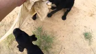 Jagdterrier x pitbull/drahthaar cross 7 weeks