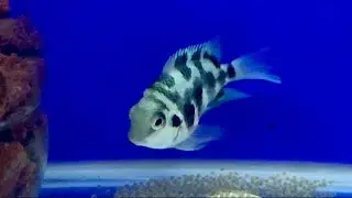 Flowerhorn UPDATE