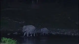 Anakulam, munnar.. elephants visit this spot every single day to drink water