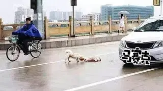 A dog guarding the body of its dead friend killed by a passing car