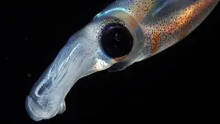 Facts: The Bigfin Reef Squid