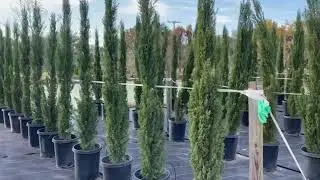 Italian Cypress 8'/The Tree Planters Installing and Transplanting Large Palms and Trees for 50 Years