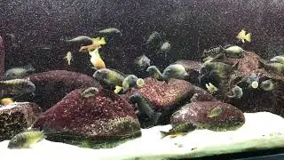 Tropheus mpulungu