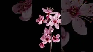 🌸 Cherry Blossom Magic: A Whimsical Journey Through Spring  #4k #flowers #trending #trendingshorts