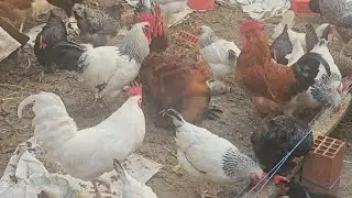 خليط.سوللت.لحرين.كتوفرو.عل.لبيظ.سوللت.لحرينين.