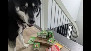 Fred & Felia Probierpaket VEGAN 🌿💙 | 🐺 Husky Goraidh 🐾