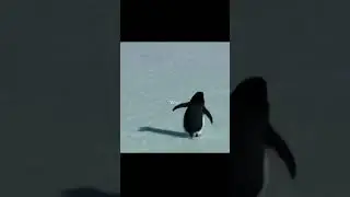 Viral  penguin emotional story&ldquo;Eros vs Thanatos: The Psychology of Walking Alone&rdquo;#Activity #nature