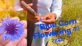 Blue Corn Crop Flowering | Rural Farming Success Story #Bhinani#biswan#sitapur 