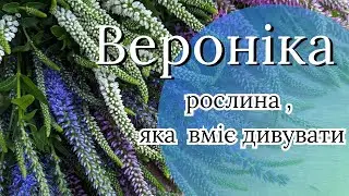 Вероніка садова: колоскова, довголиста, ґрунтопокривна, Вероніка австрійська | Огляд видів і сортів