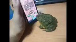 Frog Biting Finger...