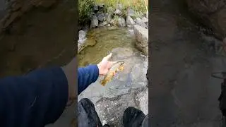 #fishing #nokill #trouts #troutfishing #dragonbait #nokill #browntrout #truitefario