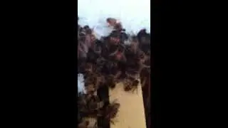 Hive Check 022013