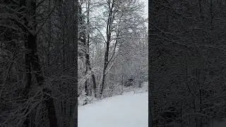 Winter Forest || Finland ||