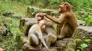 Poor monkey Lauy tries to intimate with Darrel and Rya coz she hope that Darrel can protect her