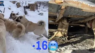 DUMO YİNE ORTALIĞI KARIŞTIRDI ZALO CİDDİ ANLAMDA SIKINTIDA KORKUYORUZ 