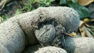 Metal Detecting Old Chicago Park Pt. 1