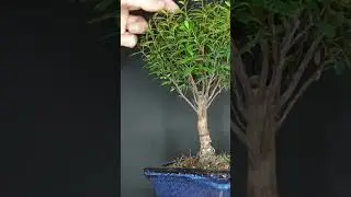 Pruning dried up branches on indoor bonsai #indoorbonsai #bonsai #pruningbonsai #shorts