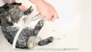 Bunny Shower and Spa / Rabbit takes a Bath