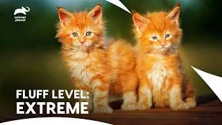 Cute Maine Coon Kittens Steps Into a Brand New Home with Tiny Steps | Too Cute | Animal Planet