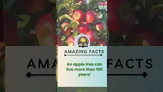 10 Amazing Facts About Apples | #apple #benefitsofapple #fruits