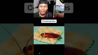 Animals that God Didn&rsquo;t Create 😰