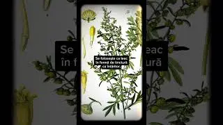 PELINUL. Leacuri de Mai Demult