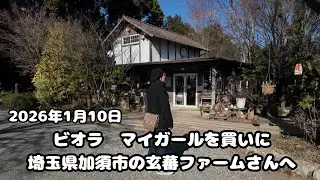 [園芸]ビオラ　マイガールを買いに　埼玉県の玄蕃ファームさんへ