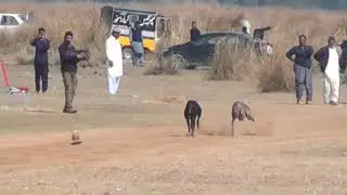 Greyhound Race | Day 02 | Chak Sikander | Gujrat | Pakistan