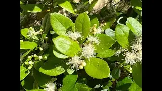 Twinberry  Simpson's Stopper  Myrcianthes simpsonii Flowers