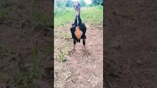 Tap Quality Aseel chicks 😎