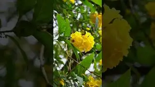 Tecoma Stans | Nature&rsquo;s Way of Saying Hello 🌼 #TecomaStans #YellowBells #YellowFlowers #NatureShorts