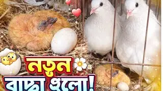 পায়রার ছোট্ট বাচ্চার প্রথম দিন | New Pigeon Baby | কবুতরের বাচ্চা যত্ন