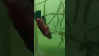 Koi Candy betta