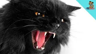Wenn deine Katze DAS tut, ist sie GESTRESST! (Wichtig)