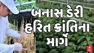 Banas Dairy News | બનાસ ડેરી હરિત ક્રાંતિના માર્ગે, સહકાર મંત્રાલય કરાવશે બટાકાના બિયારણનું ઉત્પાદન