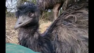 male emu purring humming nesting www.emu.services