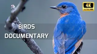 Feathers & Flights: A 4K Documentary of the Avian World. #thehowtoacademy #birds #birdsounds #bird