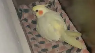Mam&atilde;e alimentando o filhote🐣🦜#calopcitas