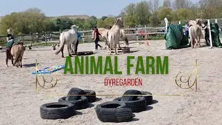 Animal Farm Albertslund Copenhagen (Dyregarden) Denmark