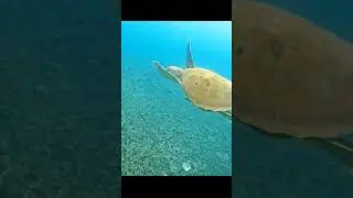 Turtle with fish on its belly Phuket Thailand 🇹🇭 #shorts #thailand #turtle #fish