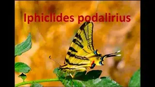 The sail swallowtail  Iphiclides podalirius