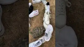 Racist Turtle